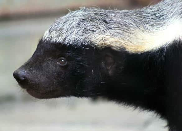 動物図鑑・ラーテル